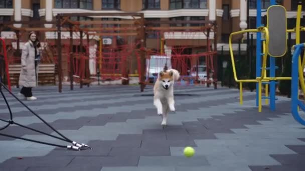 Игровая Возбужденная Чистокровная Собака Весело Работает Замедленной Съемке После Мяча — стоковое видео