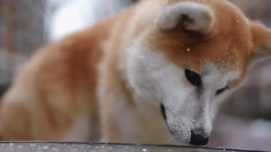Masadan latte yalarken çekilmiş komik Akita portresi. Şirin, sevimli, tüylü, evcil köpek şehir merkezinde lezzetli kahvenin tadını çıkarıyor.