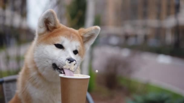 Portrait Adorable Furry Dog Licking Coffee Cup Slow Motion Cute — Vídeo de Stock