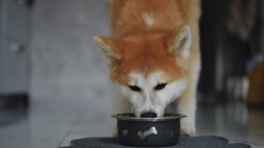 Ön manzara tüylü evcil köpek kaseden lezzetli yiyecekler yiyor. Kırmızı ve beyaz safkan Akita 'nın portresi mutfaktaki lezzetli yemeğin tadını çıkarıyor.