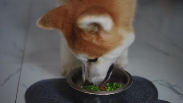 Close Czerwone Białe Zwierzę Domowe Jedzenie Pyszne Jedzenie Miski Futro — Wideo stockowe