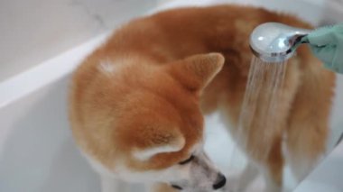 Yüksek açılı itaatkar köpek, dişi elin suyu açması gibi banyoda duruyor. Evde ağır çekimde banyo yapan tüylü kırmızı ve beyaz Akita portresi.