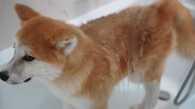 Su, küvette duran safkan Akita 'nın kürkünde akıyor. Ev içinde duşta yıkanan sevimli, itaatkar bir köpeğin yüksek açılı portresi.