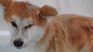Kürklü Akita 'nın yakından çekilmiş yüzü ve kürkünde yavaş çekimde akan su. Evde duşta yıkanan sevimli sakin köpek portresi.