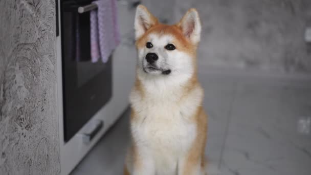 Front View White Red Furry Akita Sitting Kitchen Home Looking — Wideo stockowe