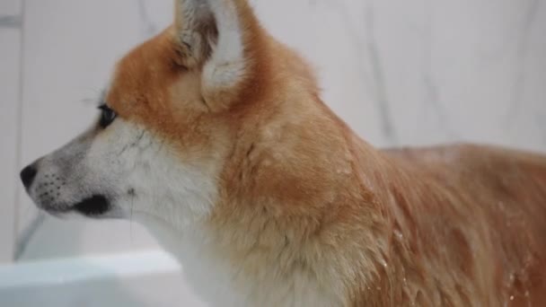 Seitenansicht Pelziger Hund Bad Mit Wasser Das Zeitlupe Auf Dem — Stockvideo