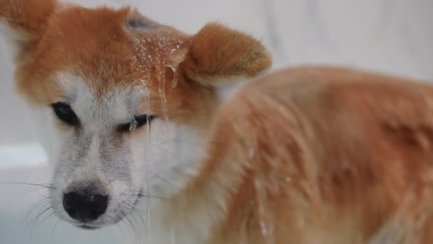 毛皮のゆっくりとした動きで流れる水と秋田のクローズアップフェイス 家のシャワーで洗濯する愛らしい落ち着いたペット犬の肖像画 — ストック動画