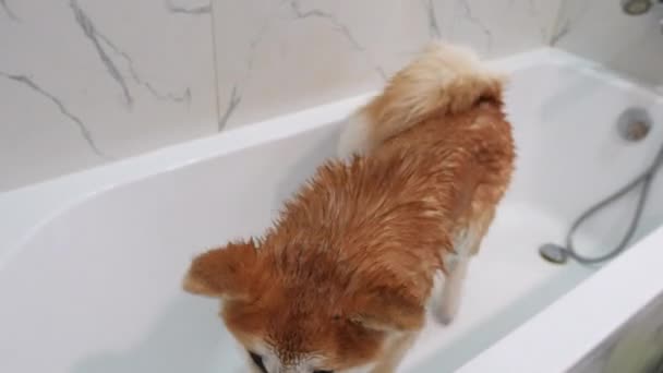 Yüksek Açı Safkan Köpek Islak Kürkü Sallayarak Evde Banyo Yapıyor — Stok video