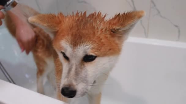 Portrait Wet Obedient Dog Standing Bath Female Young Caucasian Hands — Stockvideo