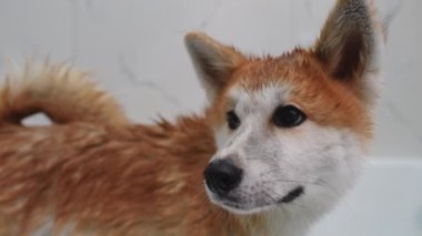 Islak, sakin, safkan Akita banyoda dikiliyor ve ağır çekimde yukarı bakıyor. İtaatkar, mutlu, temiz köpeğin portresi banyoda.