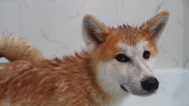 Wet Akita Turning Head Looking Standing White Bath Indoors Portrait — Stok video