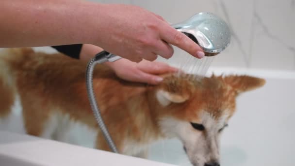 Weibliche Hand Gießt Duschwasser Auf Hund Der Zeitlupe Das Fell — Stockvideo