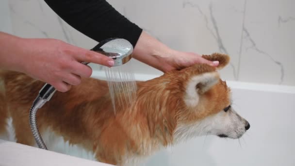 Side View Dog Wet Fur Standing Bath Female Young Hands — Stockvideo