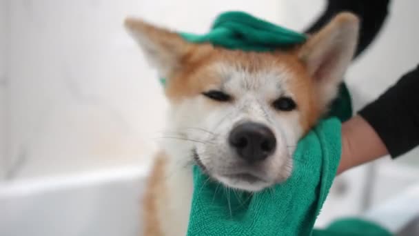 Zbliżenie Mokry Twarz Uroczy Pies Żeński Ręka Suszę Futro Ręcznik — Wideo stockowe