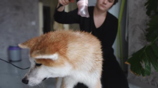 Furry Purebred Akita Home Blurred Young Caucasian Woman Drying Dog — Stockvideo