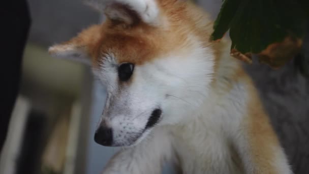 Biało Czerwona Akita Rozglądająca Się Domu Portret Uroczego Futrzanego Psa — Wideo stockowe