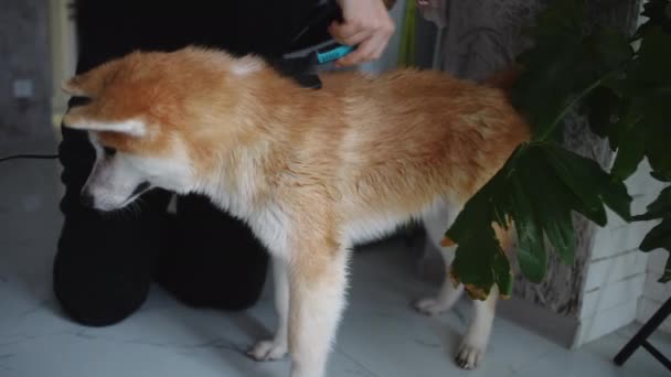 Seitwärts Sauberer Nasser Hund Mit Unkenntlich Gekämmter Junger Frau Kaukasische — Stockvideo