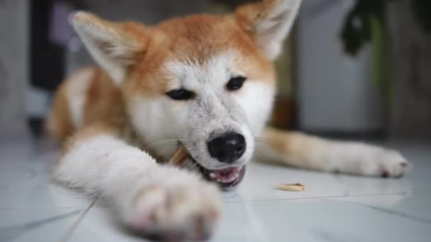 Großaufnahme Glücklicher Unbeschwerter Hund Der Hause Der Küche Köstliches Trockenes — Stockvideo