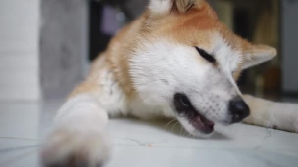 Hungriger Liebenswerter Hund Der Essensreste Vom Sauberen Boden Der Küche — Stockvideo