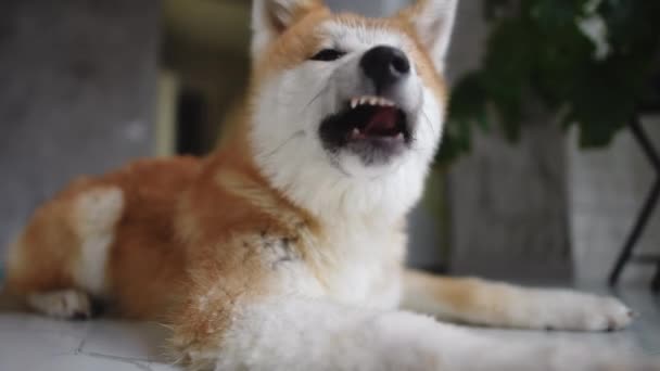 Porträt Eines Pelzigen Liebenswerten Hundes Der Schnauze Leckt Und Boden — Stockvideo