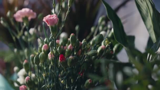 在室内的绿色枝干上贴上粉红色的花蕾 在没有人的花店里进行特写花卉装饰 — 图库视频影像