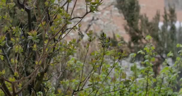 Nahaufnahme Grüner Blätter Auf Zweigen Hintergrund Fällt Unscharfer Schnee Weißes — Stockvideo