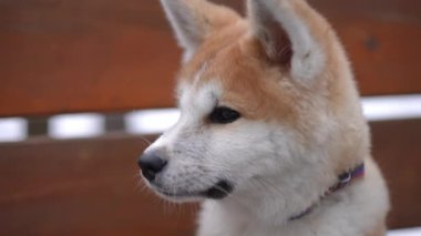 Ağır çekimde etrafa bakan tüylü köpeğin yakın çekimi. Açık havada oturan pofuduk meraklı Akita 'nın yakın plan portresi.