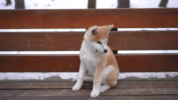 Αξιολάτρευτο Χνουδωτό Akita Κοιτάζοντας Γύρω Κάθεται Στον Πάγκο Στο Χειμερινό — Αρχείο Βίντεο