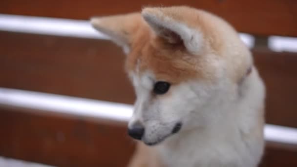 Close Filhote Cachorro Engraçado Olhando Torno Sentado Banco Madeira Parque — Vídeo de Stock