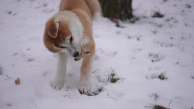 Beyaz kar üzerinde düşen yapraklarla oynayan neşeli köpek yavrusu. Neşeli tasasız köpeğin portresi kış parkında eğleniyor ve yavaş çekimde ayrılıyor.