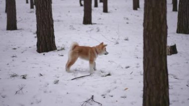 Kürklü şirin köpek yavrusunun yan görünümü yavaş çekimde kaçmaya başlıyor. Geniş açılı meraklı köpek kış ormanlarında eğleniyor.