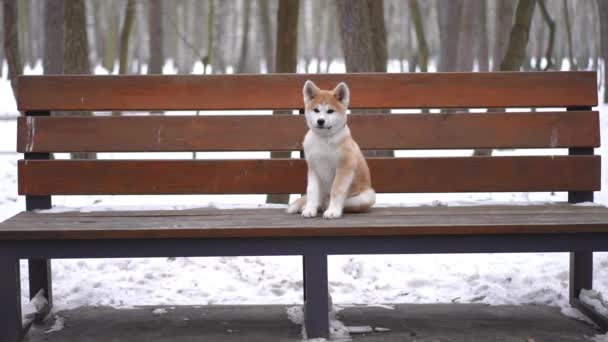 Panca Legno Nel Parco Invernale Con Soffice Cucciolo Che Salta — Video Stock