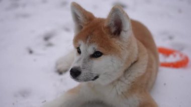 Rahatlamış tüylü köpeğin yakından çekilmiş yüzü ağır çekimde dışarı bakıyor. Tasasız, tasasız Akita 'nın portresi Park Ormanı' nda kış tatilinin keyfini çıkarıyor.