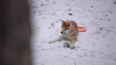 Önünde solda bulanık ağaç gövdesi olan, parktaki beyaz karda uzanan rahat köpek. Geniş açılı, tasasız bir hayvanın açık havada eğlencesinin geniş açılı portresi.
