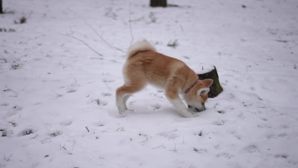 冬の日に楽しむ陽気な子犬は ゆっくりとした動きで白雪を食べる狩りをしています 公園で寒い日を楽しむハッピーリラックスした犬 — ストック動画