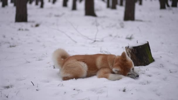 Красная Белая Собака Лежит Зимней Лужайке Лесу Ест Снег Замедленной — стоковое видео