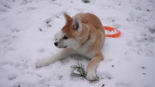白い雪に横たわる高角度のフリードッグは ゆっくりとした動きで周りを見回しています 若い赤と白の秋田をリラックスしたアウトドアの冬の森でのレジャーを楽しむ — ストック動画