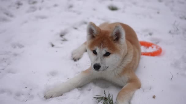 Zoom Retrato Cão Peludo Deitado Neve Branca Posando Câmera Lenta — Vídeo de Stock