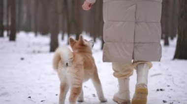 Arka plan meraklısı safkan Akita, kış ormanlarında tanınmayan bir kadınla dolaşır arka ayaklarının üzerinde durur ve ağır çekimde beyaz kadın elini yalardı. Köpek şeker istiyor.