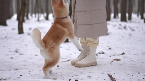 Encantador Cachorro Pidiendo Golosina Mujer Joven Irreconocible Pie Bosque Invierno — Vídeo de stock