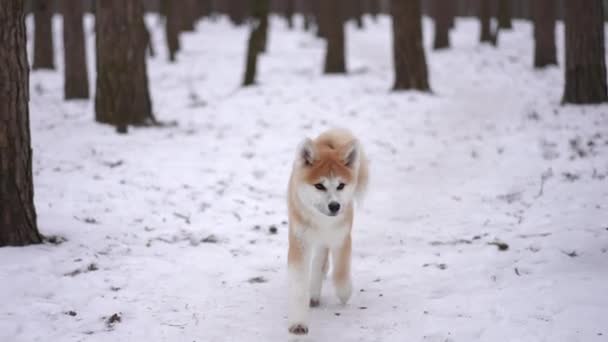 Vooraanzicht Vrolijke Harige Hond Loopt Sneeuw Naar Camera Vertrekken Slow — Stockvideo