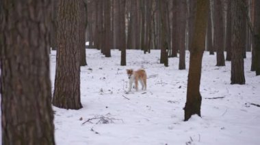 Geniş açılı kış ormanı. Ağaçlar arasında beyaz kar üzerinde duran meraklı köpek yavaş çekimde kameraya doğru koşmaya başlıyor. Kürklü sevimli köpek yavrusu, sabah dışarıda eğleniyor.