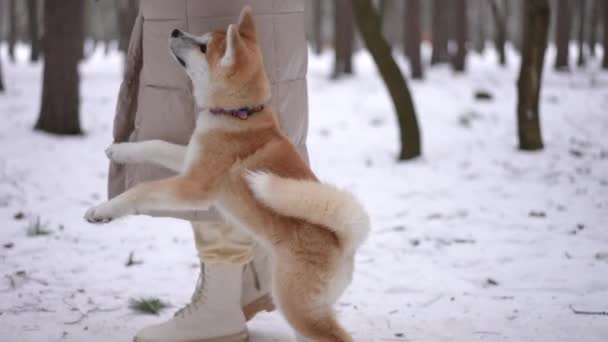 Vista Lateral Seguimiento Tiro Perro Peludo Adorable Paseando Bosque Invierno — Vídeos de Stock