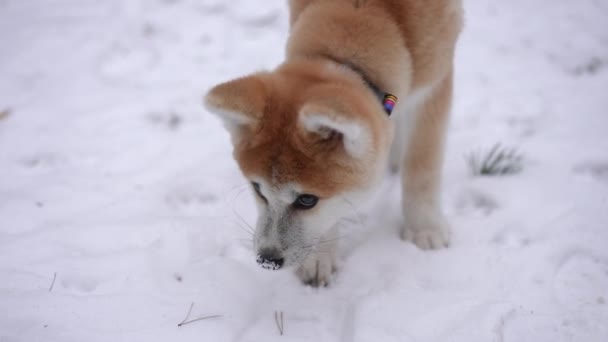 ライブカメラは スローモーションで白い寒い雪を舐め 周りを見回す奇妙な子犬の顔に続いています 冬の森公園で朝のレジャーを楽しむハッピーケアフリードッグの肖像 — ストック動画