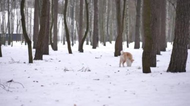 Arka plan geniş açı kürklü köpek yavrusu sağ tarafta duruyor ve kameraya doğru koşuyor. Heyecanlı mutlu köpek kış parkında ağır çekimde eğleniyor.