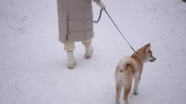 Tanımlanamayan bir kadının beyaz kar üzerinde köpek sahibi ile tasma çekerken görüntüsü. Rahatlamış tasasız genç sahip ve evcil hayvan gezintisi kış sabahı açık havada