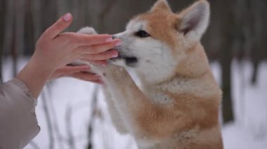 Yandan bakan kadın elleri köpek pençeleri tutuyor. Avuçlarını yavaş çekimde yalıyor ve gidiyor. Kürklü Akita, Kafkasyalı genç bir kadınla ormanda kış tatili yapıyor.