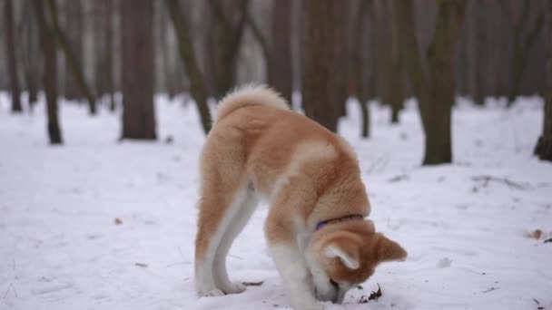 Skoncentrowany Futrzany Pies Jedzący Podłogi Zimowym Lesie Świeżym Powietrzu Widok — Wideo stockowe