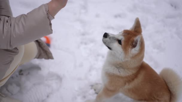Hoge Hoek Uitzicht Vrolijke Harige Hond Witte Sneeuw Onherkenbare Jonge — Stockvideo