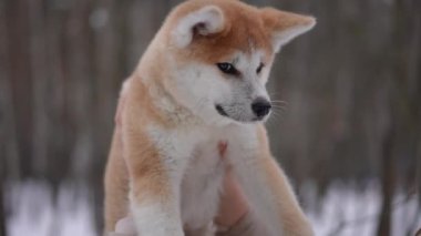 Kadın ellerindeki tüylü köpek kameraya bakıyor ve ağır çekimde arkasını dönüyor. Orman parkında beyaz bir kadınla Akita 'nın şirin portresi.